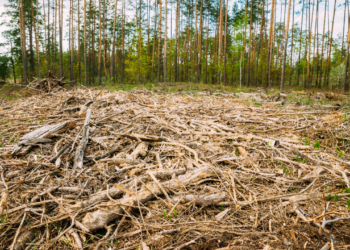 炭素オフセット市場の新しい取り組みと森林保護の重要性