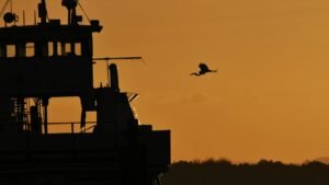 天然資源を守るため、ピューリッツ湾で異例の作戦が実行されました。放置艇問題と環境保護の最前線、そしてDNRの取り組みを紹介します。